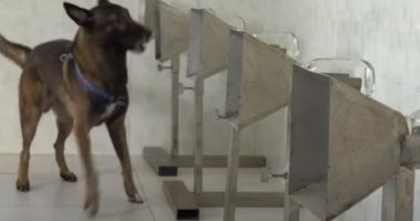 ألمانيا تدرب الكلاب البوليسية على اكتشاف الحياة البرية بمواقع البناء لإعادة توطين الحيوانات