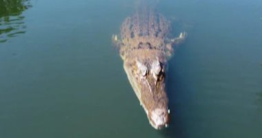 تمساح يحطم طائرة درون أثناء تصويرها مشاهد فوق بحيرة فى أستراليا.. فيديو