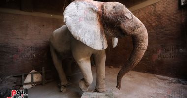 نعيمة آخر فيل في حديقة الحيوان تعود محنطة بعد نفوقها بسنتين.. فيديو
