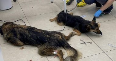 تسمم جماعى لـ150 كلبا ووفاة 14 منها فى مأوى بضواحى موسكو.. فيديو وصور
