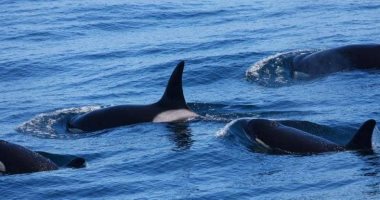 علماء يكتشفون نوعا جديدا من الحيتان القاتلة قرب الساحل الغربى الأمريكى