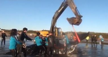 عمال ينقذون حوتا عالقا على شواطئ الأرجنتين باستخدام حفار عملاق.. فيديو
