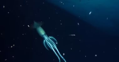 علماء يرصدون حبارا عملاقا أكبر من الإنسان خلال رحلة بأعماق البحار.. فيديو وصور