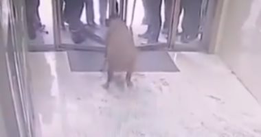 السيطرة على خنزير برى ونقله إلى الغابات بعد اقتحامه بنكا فى الصين.. فيديو وصور