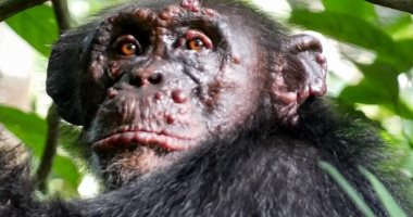اكتشاف إصابات بمرض الجذام لأول مرة بين الشمبانزى فى غرب إفريقيا.. صور
