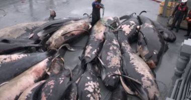مأساة الحيتان.. نفوق مئات "الطيارة" فى نيوزيلندا يشكل لغزا يحير العلماء (فيديو)