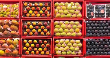 مشروع شبابى لبيع الفاكهة بشكل جديد على الإنترنت في الدقهلية.. صور وفيديو
