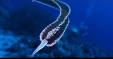 القومي لعلوم البحار عن لغز الكائن الغريب بالغردقة: ذراع قنديل بحر
