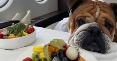 منظمة بريطانية لرعاية الحيوانات تحذر من عقوبة منع الكلاب من أكل اللحوم