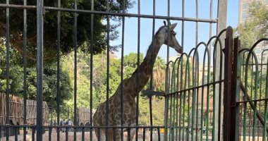 تجمع العشرات حول بيت السباع فى حديقة الحيوان بكفر الشيخ.. لايف