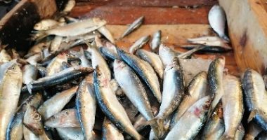 تعرف على أسعار الأسماك فى السوق اليوم الثلاثاء 9 نوفمبر 2021