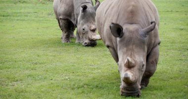 لا يوجد ذكور.. آخر أنثيين من وحيد القرن بالعالم فى انتظار التلقيح للحفاظ على السلالة