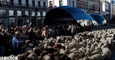 مهرجان الأغنام.. تجول الآلاف من رؤوس الماعز فى شوارع مدريد.. فيديو وصور
