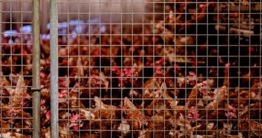 إعدام آلاف الدجاج فى هولندا بعد اكتشاف سلالة شديدة العدوى من انفلونزا الطيور