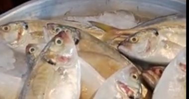 سمكة بألفين جنيه بالسويس.. شاهد أضخم سمكة في سوق الأنصارى "وجبة لـ30 شخصا"
