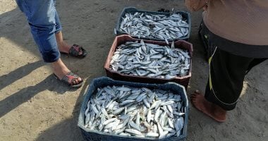 رحلات الرزق والصبر.. "اليوم السابع" فى رحلة بحرية مع صغار الصيادين ببورسعيد.. يخرجون يوميًا للصيد بالبحر المتوسط من طلوع الشمس إلى غروبها.. صياد: إحنا الناس الشقيانه.. فيديو وصور