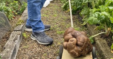 وزنها 7.8 كيلوجرام.. زوجان من نيوزيلندا يعثران على أكبر ثمرة بطاطس فى العالم