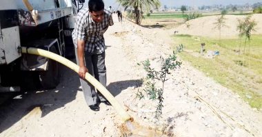 زراعة 500 شجرة زيتون بالطرق والشوارع الرئيسية بمركز جهينة في سوهاج