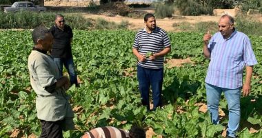 "زراعة الإسكندرية " تحذر المزارعين من الإفراط فى تسميد الأزوت لمحصول البنجر