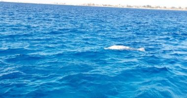 الدورات البحرية التابعة لمحميات البحر الأحمر تعثر على حيوان الدوجنج "عروس البحر" النافق 