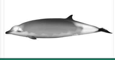 اكتشاف نوع جديد من الحيتان وتسميته على اسم مكتشفته