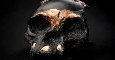 العثور على جمجمة طفل عمرها 250 ألف عام داخل كهف فى جنوب أفريقيا