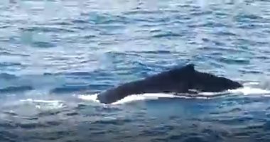 شاهد حجم الحوت الأحدب لحظة رصده جنوب مرسى علم أثناء إحدى رحلات الغوص