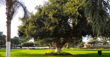 شجرة عمرها 200 سنة ومازالت خضراء.. زرعها محمد على باشا فى قلب حدائق القناطر.. لايف