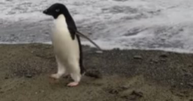 العثور على بطريق نادر سافر بالخطأ من أنتاركتيكا لنيوزيلندا .. فيديو
