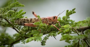 الديدان أولا والجراد ثانيا.. الاتحاد الأوروبى يوافق على وجبة حشرات جديدة