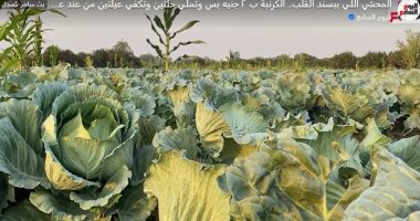 الكرنبة بـ2 جنيه.. أسرار زراعة أطعم أكلة فى مصر  (فيديو)