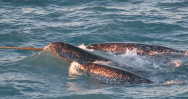 تعرف على "وحيد القرن البحرى" أحد أندر الحيوانات البحرية فى العالم.. صور