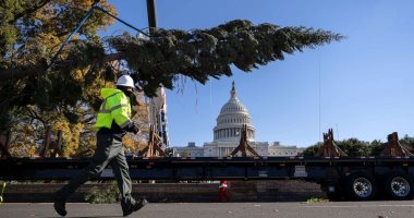 وصول شجرة الكريسماس إلى واشنطن استعدادا لأعياد الميلاد.. صورة