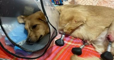 أطباء روس يزرعون أطرافًا صناعية لكلبة فقدت أقدامها بسبب الصقيع.. فيديو