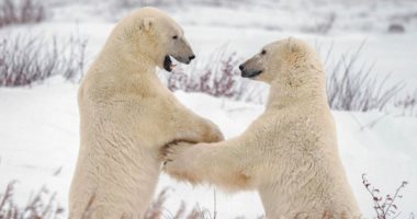 شاهد رومانسية الدبة الأمريكية سميحة وشراسة الدب الروسى حسونة فى حديقة الحيوان