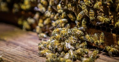النحل آكل اللحوم هل ينتج عسلا قابلا للاستهلاك الآدمى؟ 