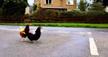 حياة 5 نجوم.. شركة بريطانية توفر بيوتًا موفرة للطاقة وسترات لتدليل الدجاج