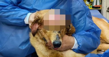 دافع عن صاحبه.. فريق بيطرى ينقذ حياة كلب تعرض لكسر بالجمجمة من أحد اللصوص