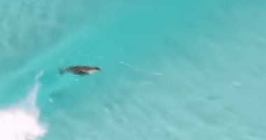 أسد البحر يتزلج على الأمواج ويسبح مع الناس فى أستراليا.. فيديو