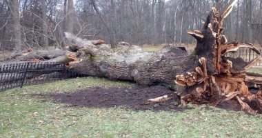إعصار يدمر شجرة روسية عملاقة يعود تاريخها للقرن التاسع عشر