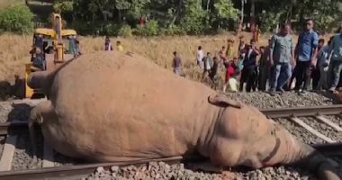 نفوق اثنين من الفيلة بسبب حادث تصادم بقطار فى الهند.. فيديو