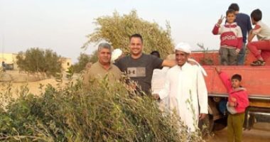 عودة زراعة الزيتون والقمح والشعير لمناطق جنوب الشيخ زويد بشمال سيناء