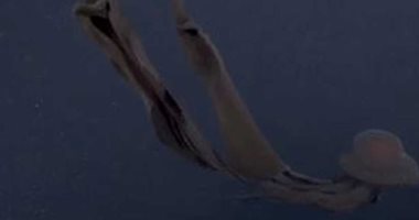 علماء يرصدون "قنديل البحر الشبح" نادر الظهور 