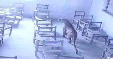 فهد فى مدرسة بالهند.. أسرع حيوان برى يقتحم فصلا ويصيب طالبا (فيديو)