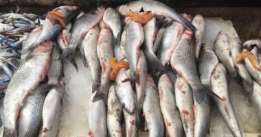 شعبة الأسماك تكشف متوسط الأسعار فى سوق الجملة اليوم