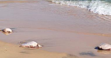 محافظ الإسكندرية : إزلة تلوث بحرى ناتج عن سقوط حاوية لحوم فى مياه البحر 