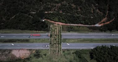 بناء جسر خاص للقرود فى ريو دي جانيرو للحفاظ عليها من الانقراض.. صور