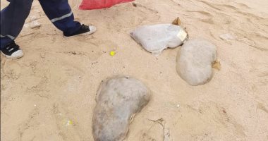 البيئة: الدفن الآمن لعبوات اللحوم الفاسدة الموجودة ببعض شواطئ الإسكندرية