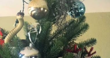 عائلة بريطانية تكتشف ثعبانا ساما داخل شجرة الكريسماس فى منزلهم.. صور