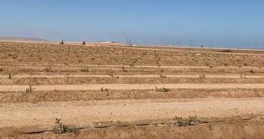 إكسترا نيوز تبث تقريرا حول زراعة ألف فدان جوجوبا بالغردقة.. "يحقق التنمية المستدامة"